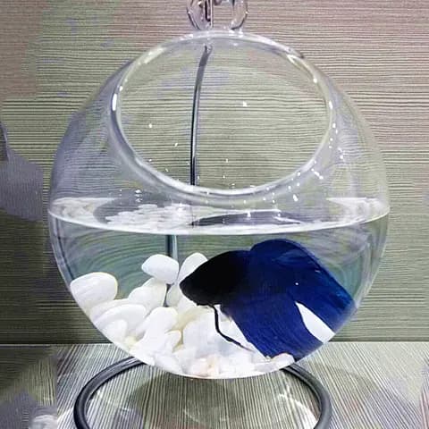 Hanging Glass Fishbowl image 3