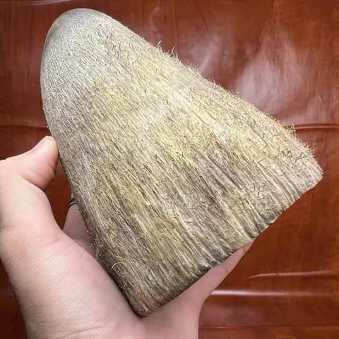 Ox Horn Hand Piece image 3