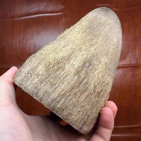 Ox Horn Hand Piece image 2