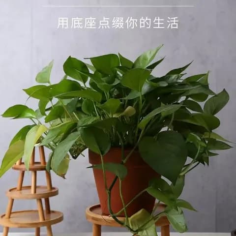 Bamboo Flowerpot Stand image 3