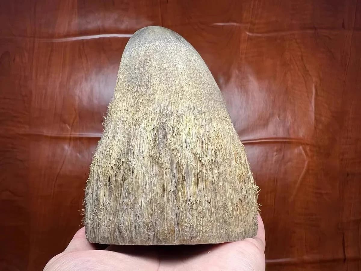 Ox Horn Hand Piece